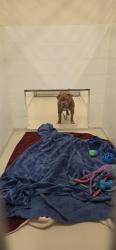 Shelter Stray Male Dog last seen Near BLOCK CHERRY ST, 1950 Stevenson Blvd, Fremont, CA 94538, USA