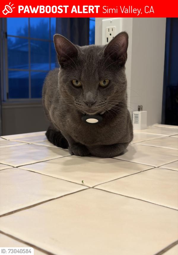 Lost Male Cat last seen Glenview Avenue Simi Valley , Simi Valley, CA 93063