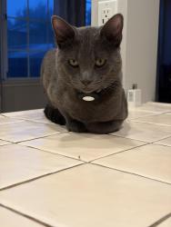 Lost Male Cat last seen Glenview Avenue Simi Valley , Simi Valley, CA 93063