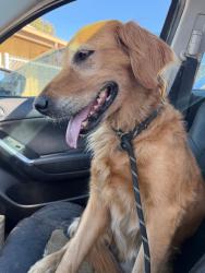 Reunited Female Dog last seen Whittier, CA, USA, Whittier, CA 90602
