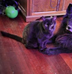 Lost Male Cat last seen ANDERSON MILL RD & PECAN CREEK PKWY, Austin, TX 78750