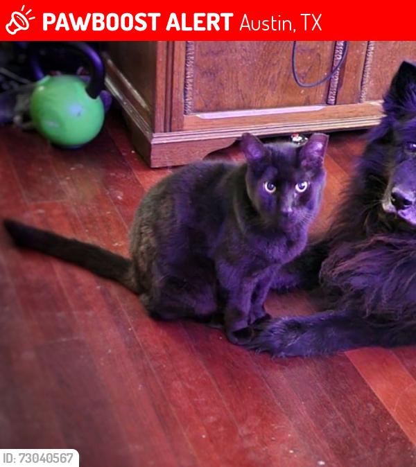 Lost Male Cat last seen ANDERSON MILL RD & PECAN CREEK PKWY, Austin, TX 78750