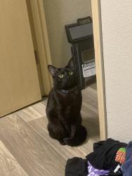 Reunited Male Cat last seen Near Fairwood Blvd NE , Tacoma, WA 98422