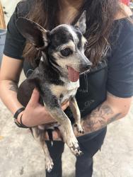 Reunited Male Dog last seen 18th and Bay Rd Menlo Park, Menlo Park, CA 94063
