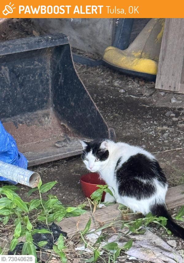 Found/Stray Unknown Cat last seen Admiral and Lynn Lane, Tulsa, OK 74108