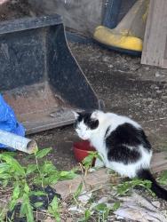 Found/Stray Unknown Cat last seen Admiral and Lynn Lane, Tulsa, OK 74108