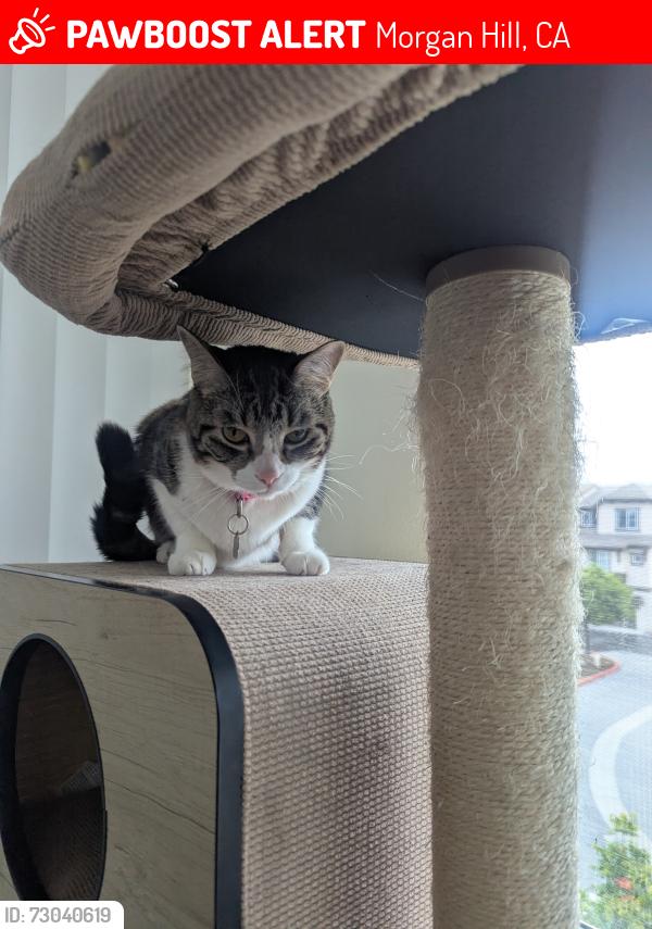 Lost Female Cat last seen Monterey and Butterfield, Morgan Hill, CA 95037