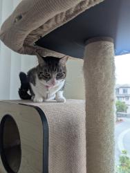 Lost Female Cat last seen Monterey and Butterfield, Morgan Hill, CA 95037