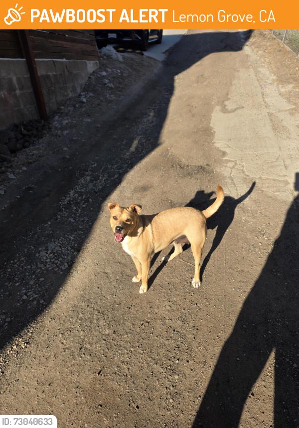 Found/Stray Female Dog last seen Near Washington St, lemon grove, ca, 91945, Lemon Grove, CA 91945