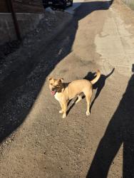 Found/Stray Female Dog last seen Near Washington St, lemon grove, ca, 91945, Lemon Grove, CA 91945