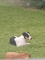 Found/Stray Unknown Dog last seen Oneida, Broken Arrow, OK 74014