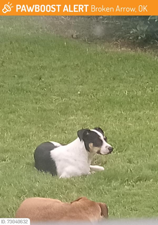 Found/Stray Unknown Dog last seen Oneida, Broken Arrow, OK 74014