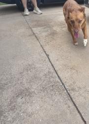 Found/Stray Female Dog last seen In between Reno and SW 15th st in Westbury North, Oklahoma City, OK 73099