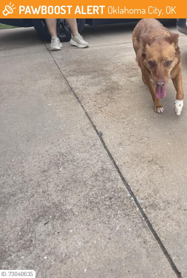 Found/Stray Female Dog last seen In between Reno and SW 15th st in Westbury North, Oklahoma City, OK 73099