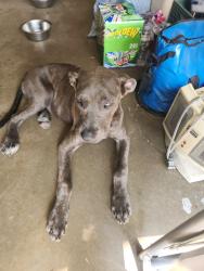 Found/Stray Female Dog last seen Dominos pizza , Crowley, TX 76036