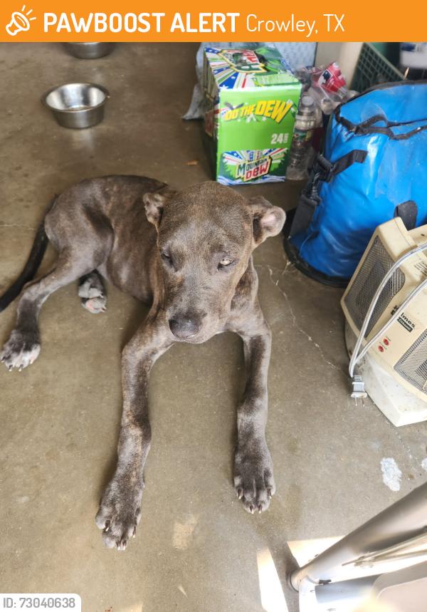 Found/Stray Female Dog last seen Dominos pizza , Crowley, TX 76036
