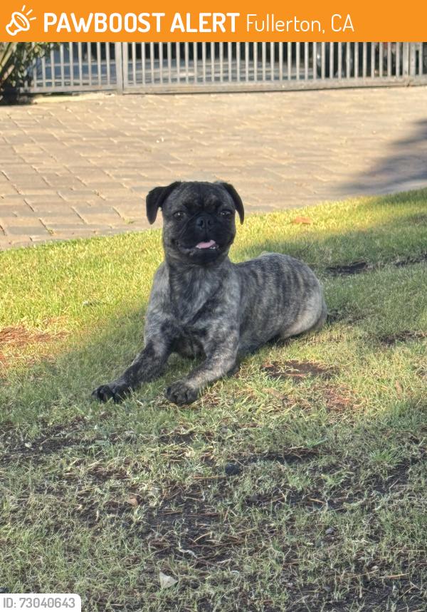 Found/Stray Unknown Dog last seen Harbor and Hermosa , Fullerton, CA 92835