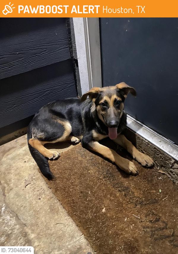 Found/Stray Male Dog last seen Windmark, Houston, TX 77063