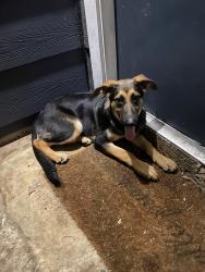 Found/Stray Male Dog last seen Windmark, Houston, TX 77063