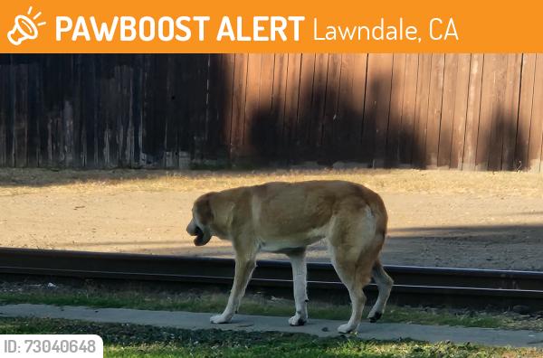 Found/Stray Unknown Dog last seen 162nd and Inglewood, Lawndale, CA 90260