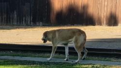 Found/Stray Unknown Dog last seen 162nd and Inglewood, Lawndale, CA 90260