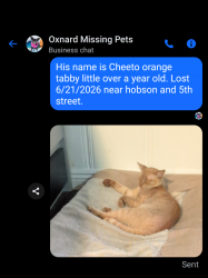 Lost Male Cat last seen Caddy corner from dog park, Oxnard, CA 93030