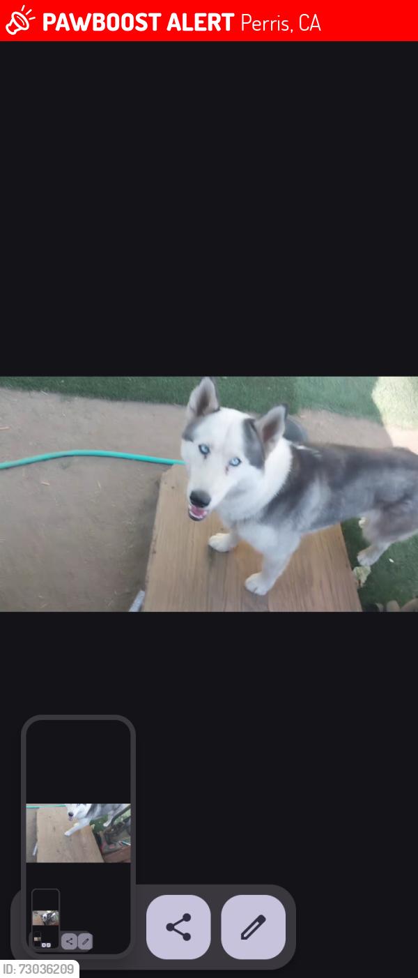 Lost Female Dog last seen Rider St and Alexander, Perris, CA 92570