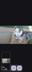Lost Female Dog last seen Rider St and Alexander, Perris, CA 92570