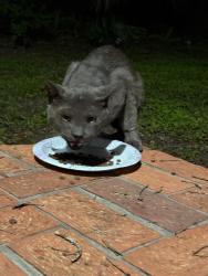 Found/Stray Male Cat last seen nw 11th ave, nw 8th st, Gainesville, FL 32601