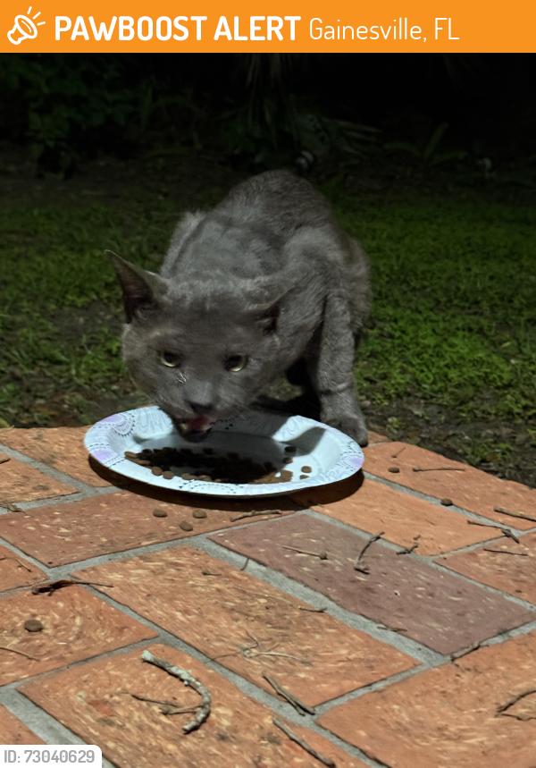 Found/Stray Male Cat last seen nw 11th ave, nw 8th st, Gainesville, FL 32601