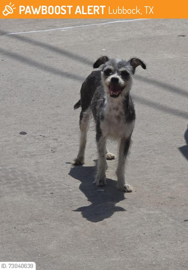 Found/Stray Female Dog last seen MLK JR & E. 26th, Lubbock, TX 79404
