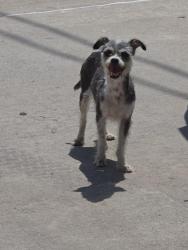Found/Stray Female Dog last seen MLK JR & E. 26th, Lubbock, TX 79404