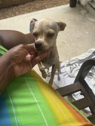 Found/Stray Female Dog last seen Nagle and dennis, Houston, TX 77004