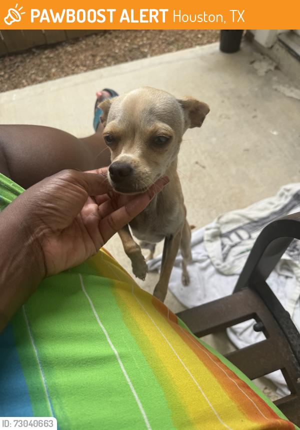 Found/Stray Female Dog last seen Nagle and dennis, Houston, TX 77004