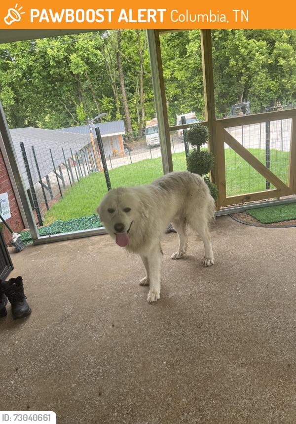 Found/Stray Male Dog last seen Near sowell hollow rd, Columbia, TN 38401