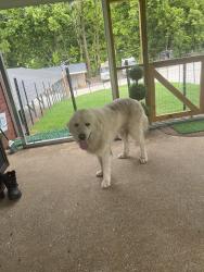 Found/Stray Male Dog last seen Near sowell hollow rd, Columbia, TN 38401
