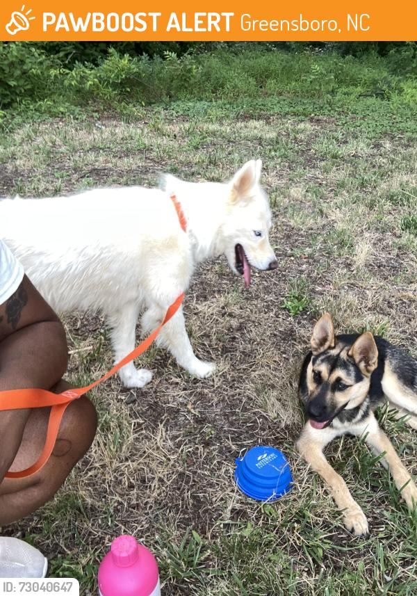 Found/Stray Female Dog last seen Barringer Street and Freeman Mill Road, Greensboro, NC 27403