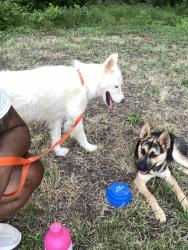 Found/Stray Female Dog last seen Barringer Street and Freeman Mill Road, Greensboro, NC 27403