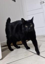 Lost Male Cat last seen Pelican Heights, Cape Town, WC 7941