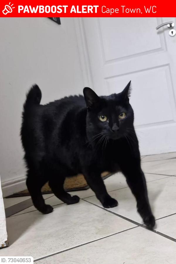 Lost Male Cat last seen Pelican Heights, Cape Town, WC 7941
