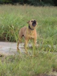 Found/Stray Male Dog last seen The empty on on Sunnylane and 59th, Oklahoma City, OK 73135