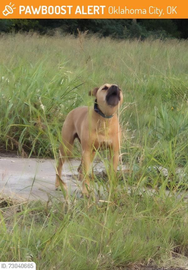 Found/Stray Male Dog last seen The empty on on Sunnylane and 59th, Oklahoma City, OK 73135