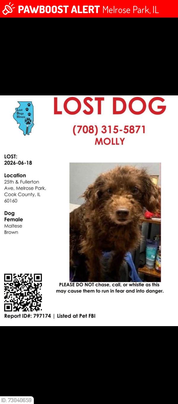 Lost Female Dog last seen 25th ave and Fullerton Melrose park , Melrose Park, IL 60160