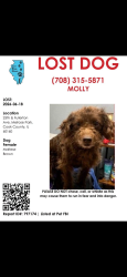 Lost Female Dog last seen 25th ave and Fullerton Melrose park , Melrose Park, IL 60160
