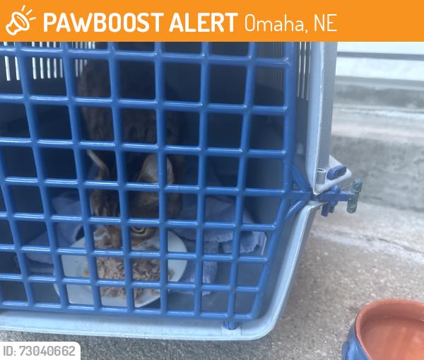 Found/Stray Unknown Cat last seen Dewey and 130th street, Omaha, NE 68154