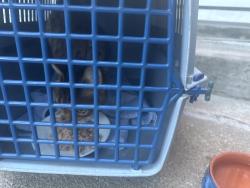 Found/Stray Unknown Cat last seen Dewey and 130th street, Omaha, NE 68154