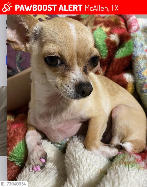 Lost Female Dog last seen Wr Rd y Trenton, McAllen, TX 78501
