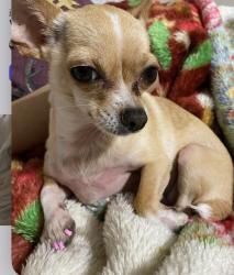 Lost Female Dog last seen Wr Rd y Trenton, McAllen, TX 78501