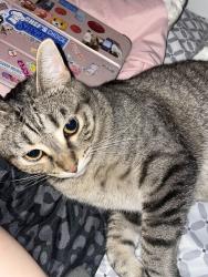 Lost Female Cat last seen Wyandotte ave, Shelton, WA 98584