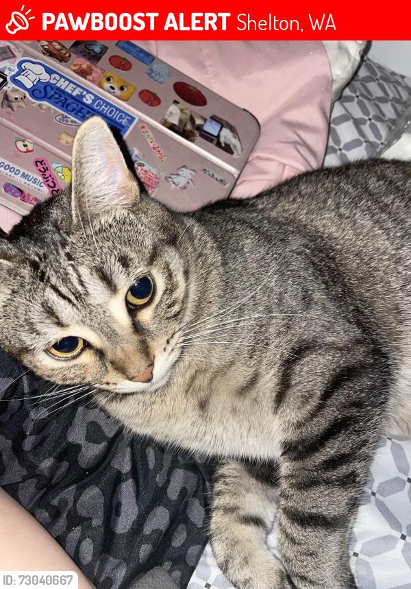 Lost Female Cat last seen Wyandotte ave, Shelton, WA 98584